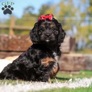 Lila, Cavapoo Puppy